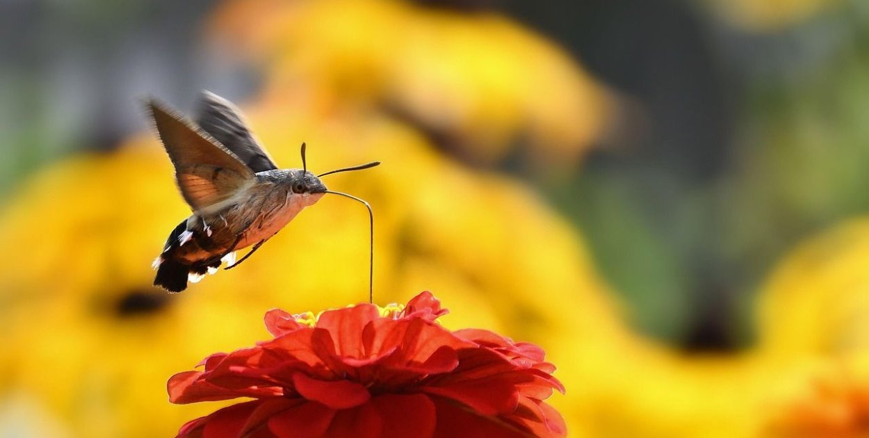 Polski koliber w ogrodzie – niezwykły gość wśród kwiatów